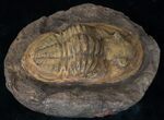 Asaphid Trilobite in Sandstone Concretion #13196-3